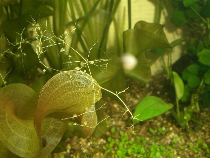 Une plante s'invite dans mon aquarium... Planteinconue